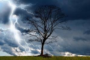 Arbre sous l'orage