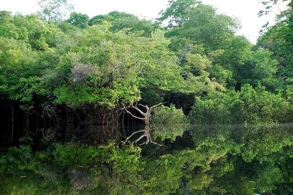 Arbres au bord de l'Amazone