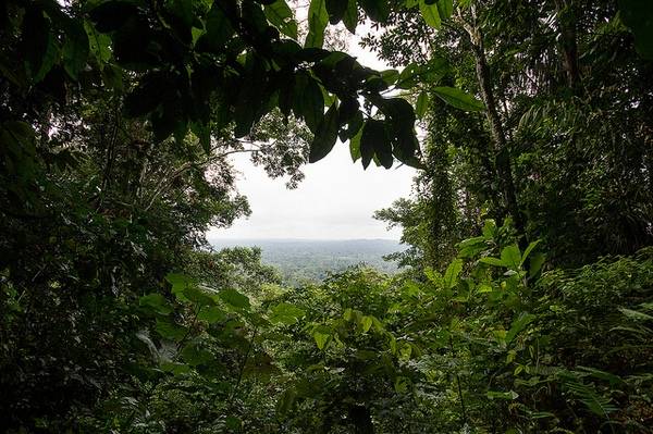 paysage d'amazonie