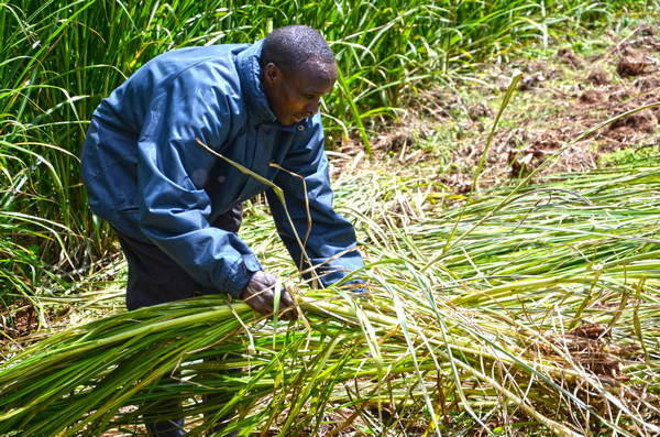 photo d'un employé en agroforesterie au Kenya