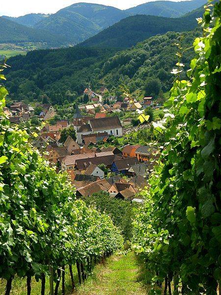 Photo du vignoble alsacien (Albé, Bas-Rhin)