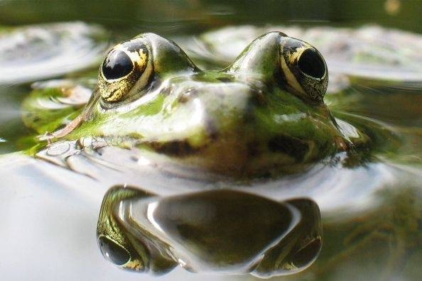 photographie de grenouille