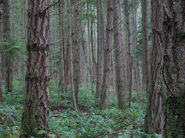 Forest on San Juan Island