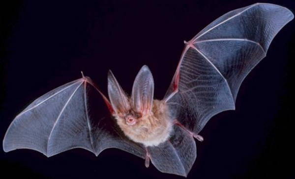 photographie de chauve-souris en vol