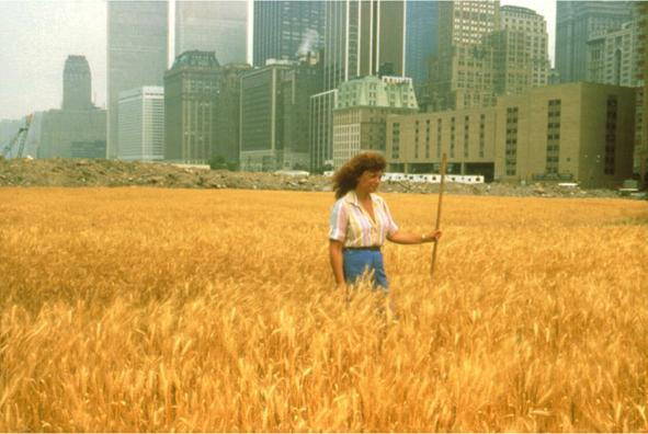 Agnes Denes, Wheatfield : A Confrontation