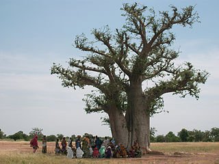 groupe de personnes autour d'un arbre à palabres