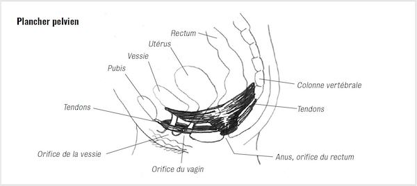 Plancher pelvien